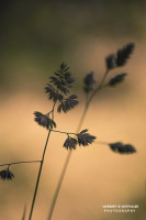 08k fotoart foto fotografie kunst composing bildbearbeitung blumen landschaft tiere portrait stil weithaler norbert